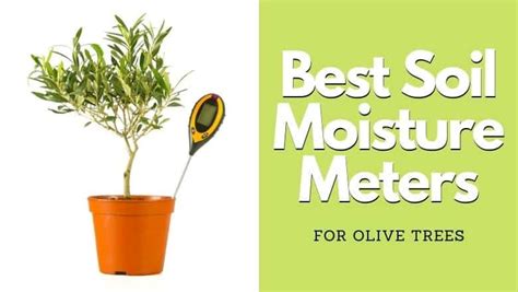 moisture meter olive tree|olive tree soil moisture rating.